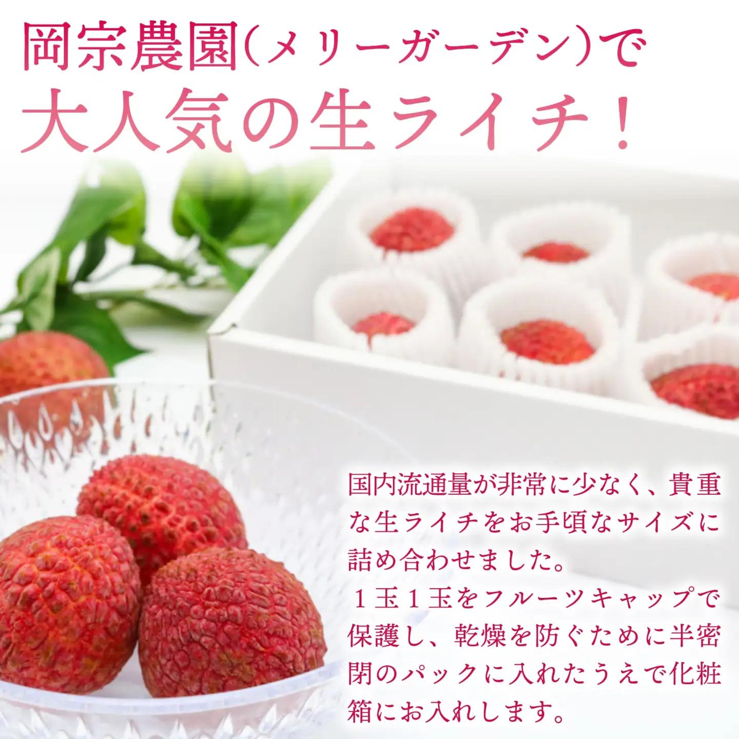 【令和8年6月頃より発送】先行予約 生ライチ 国産 室戸海洋深層水使用 ライチ 果物 フルーツ 化粧箱入り 贈答用