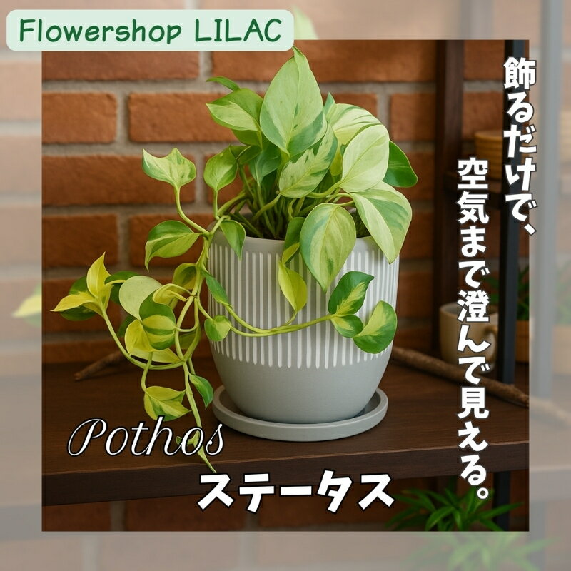 【ふるさと納税】P2観葉植物 ポトス・ステータス 観葉植物 インテリアグリーン