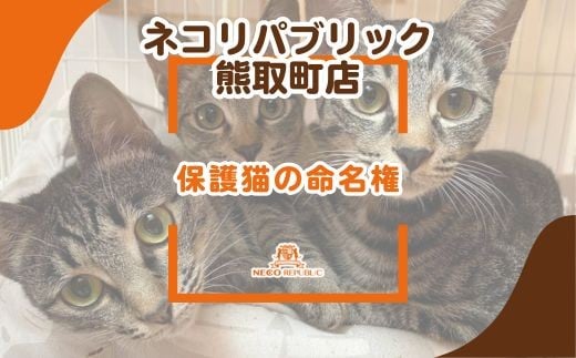 
                  保護猫の命名権（047_5007）
                