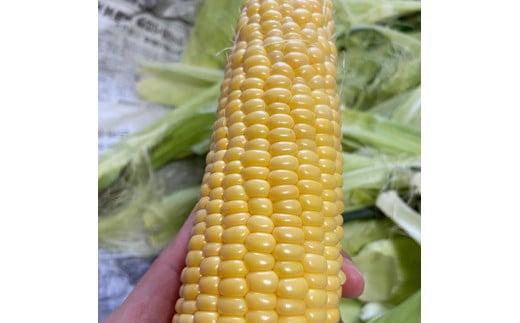 シャキッ☆とジューシー！お日様をい～っぱい浴びた栃木の とうもろこし 3本【少量お試し】 ｜ トウモロコシ 産地直送　※2023年6月～7月頃より順次発送予定