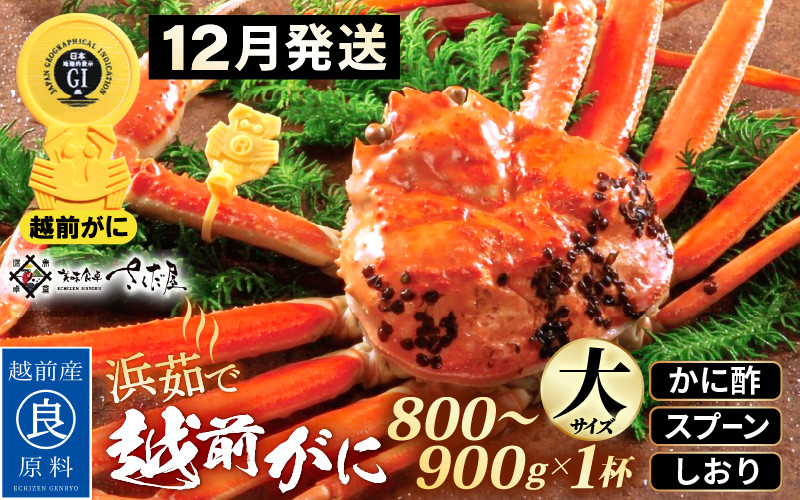 
            越前がに本場の越前町からお届け！浜茹で 越前がに 大サイズ（生で800～900g） × 1杯 かに酢 食べ方しおり スプーン付き【かに カニ 蟹 雄 ズワイガニ ずわいがに 姿 ボイル 福井県 冷蔵】【12月発送分】希望日指定可 備考欄に希望日をご記入ください [e04-x030_12]
          