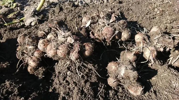 【先行予約】甲斐市産 八幡芋 Lサイズ 1.0kg  里芋 いも ミクニ農園