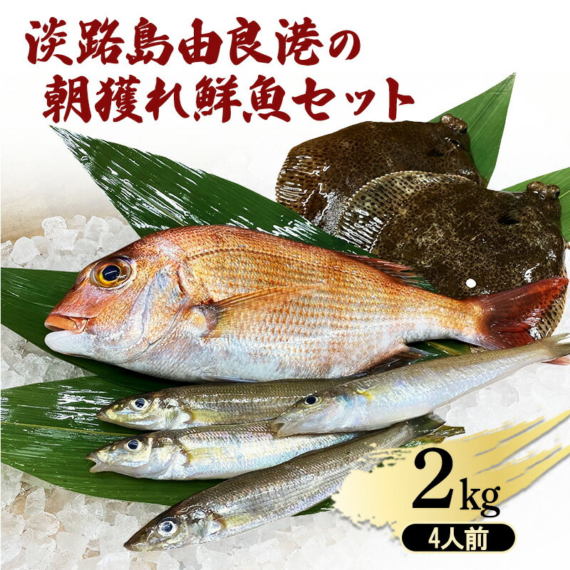 【ふるさと納税】淡路島由良港の朝獲れ 鮮魚セット 4人前 魚セット 詰め合わせ 魚 鮮魚 魚介類 兵庫県 洲本市 淡路島