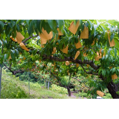 岡山県産「おかやま夢白桃」約1kg|2025年7月下旬以降順次発送予定