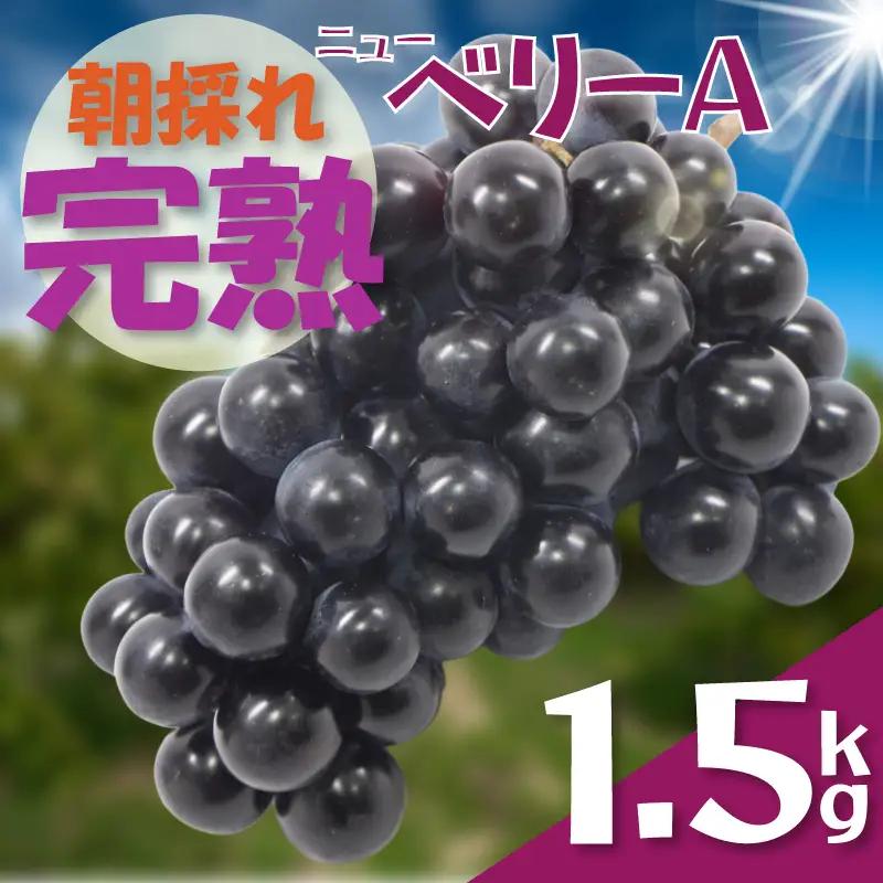 ぶどう ニューベリー A 1.5㎏【先行予約】【2026年8月下旬から発送】｜ぶどう RYE