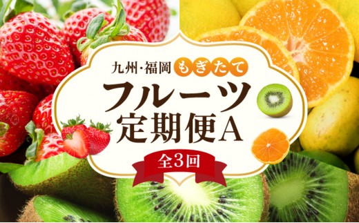 ＜定期便・全3回＞九州・福岡もぎたて フルーツ定期便 A|果物 旬 国産 産地直送 いちご イチゴ 苺 あまおう みかん 蜜柑ミカン 極早生みかん 早味かん キウイキウイ キウイフルーツ キウィフルーツ 甘うぃ 送料無料 那珂川市 福岡県