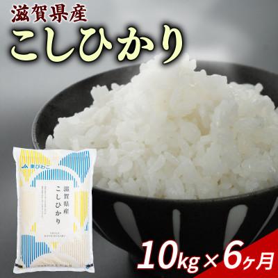 ふるさと納税 彦根市 【毎月定期便】こしひかり 10kg 【滋賀でとれたお米、近江米!】全6回