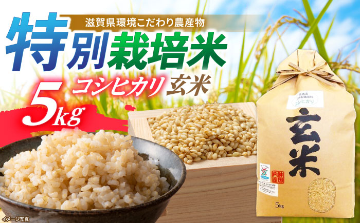 
            【新米：令和6年産】滋賀県産 低農薬有機肥料栽培 コシヒカリ 玄米5Kg 令和6年産 滋賀県長浜市/有限会社もりかわ農場 [AQBL002] 米 お米 玄米 新米 5kg  米 お米 ご飯 ごはん ゴハン
          