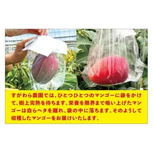 宮古島すがわら農園　完熟マンゴー2kg（3～6玉）（FR007）