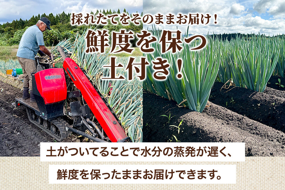 土付きねぎ 八峰町産 約4kg サイズいろいろミックス 25本前後 [産地直送 野菜 ネギ 白ねぎ 長ねぎ 秋田県産]