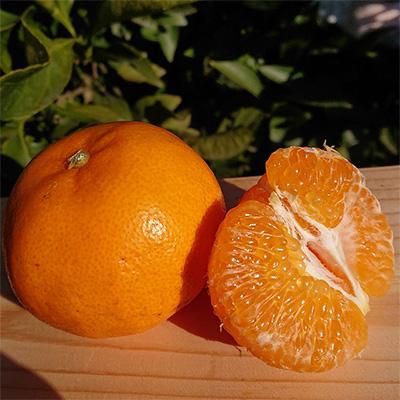 ふるさと納税 観音寺市 【発送月固定定期便】フジカワ産地直送便・季節の彩どり柑橘セット全5回 |  | 02