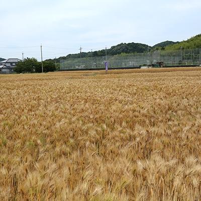 ふるさと納税 福崎町 もちむぎ精麦1kg×4袋 |  | 03