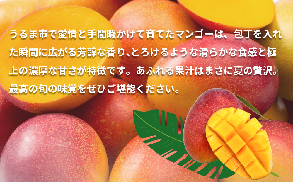 沖縄県産 訳ありマンゴー 2kg【 先行予約 2026年発送 】マンゴー 濃厚 甘い ジューシー 南国 フルーツ 果物 産地直送 訳あり 国産 お取り寄せ 沖縄 うるま市