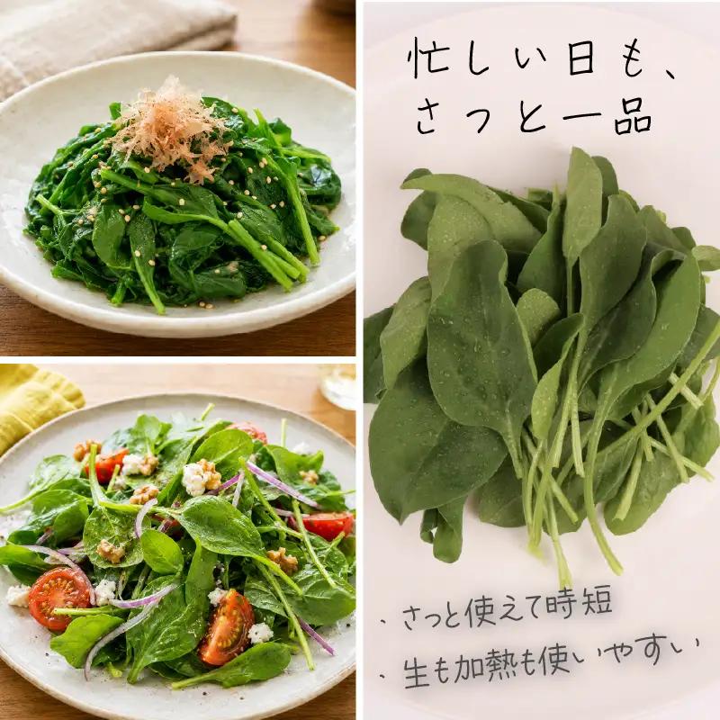 若採り サラダほうれん草 ジュニア | ほうれんそう 水耕 葉物 野菜 南国市
