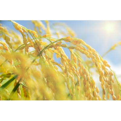 ふるさと納税 美唄市 【特Aランク】令和7年北海道産ゆめぴりか　合計10kg(5kg×2袋) |  | 03