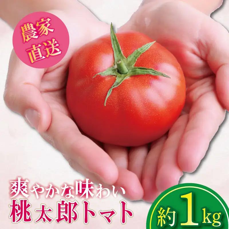 【2027年1月発送】 桃太郎トマト 約1kg 先行予約 トマト