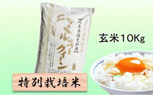 
                  特別栽培米★玄米10kg 【ミルキークイーン】 お米 ブランド米 銘柄米 ご飯 おにぎり モチモチ 低アミロース米 冷めても美味しい 
                