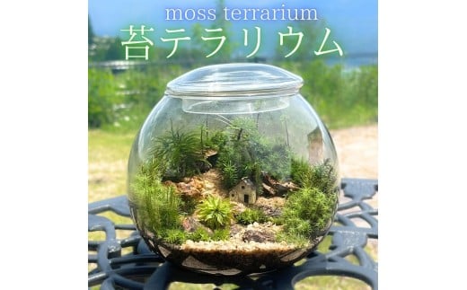 苔テラリウム