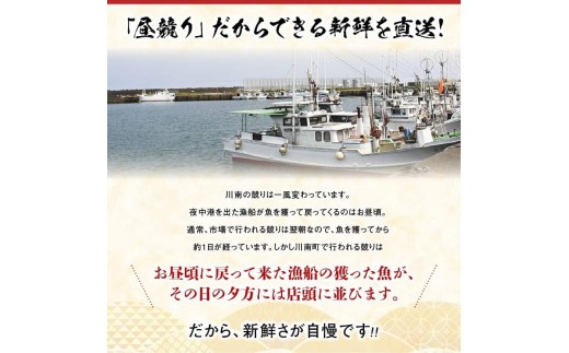 【担当者厳選！】伊勢海老2kg（2～8尾） 【 伊勢えび 魚介類 いせえび 海産物 宮崎県産 国産 】