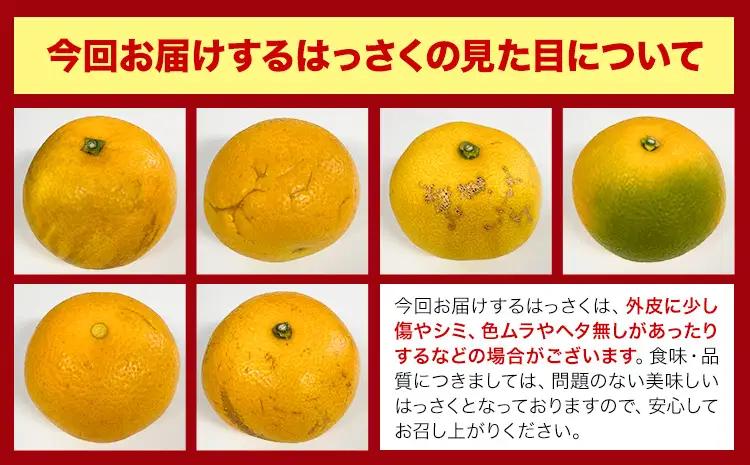ご家庭用はっさく八朔約10kg