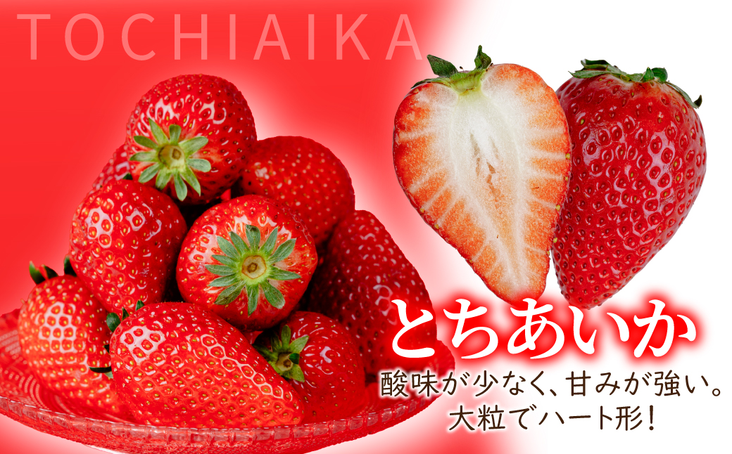 【先行受付：1月中旬以降発送】＜3回定期便＞いちご 小島さんちの完熟 とちあいか レギュラーサイズ 約270g×4パック 合計 約1080g | いちご イチゴ 苺 とちあいか 完熟 大粒 果物 フル