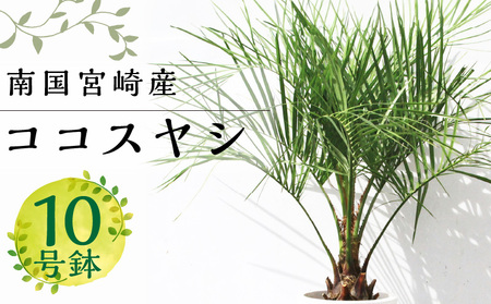 【観葉植物】南国宮崎産ココスヤシ(苗木(10号)1鉢)