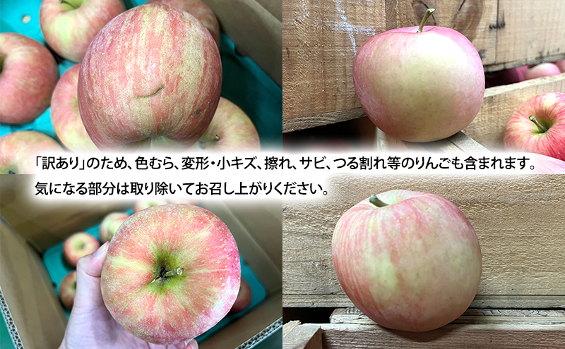 10月発送 家庭用 訳あり 早生ふじ 約 5kg りんご リンゴ 林檎 果物 フルーツ わけあり 青森
