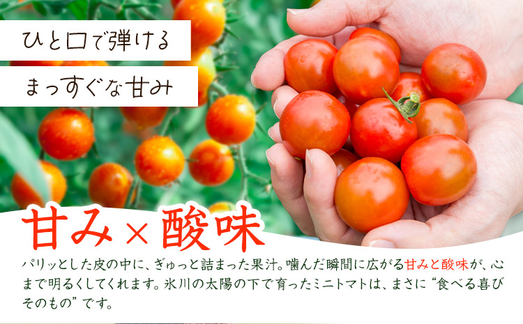 ミニトマト 約1kg 氷川アグリクラブ トマト 熊本《2月上旬-4月末頃出荷》熊本県 氷川町 野菜 熊本県産 サラダ プチトマト 国産---hkw_agrmt_af24_26_5000_1kg---