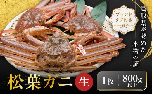 ブランドタグ付き 松葉ガニ（生）1枚（800g以上）【年明け配送】【松葉がに 松葉蟹 ズワイガニ 蟹 カニ かに 国産 人気 おすすめ 鳥取県 琴浦町 送料無料】