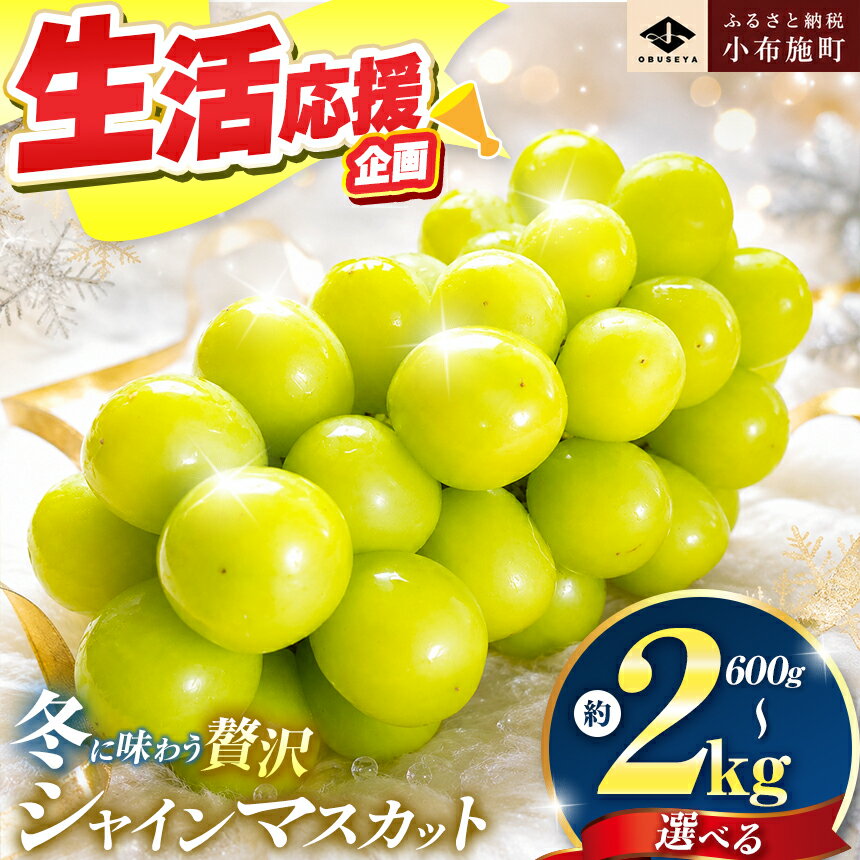 【ふるさと納税】先行受付 蔵出し冬のシャインマスカット 選べる 約600g 約760g 約1kg 約1.3kg 約2kg ［小布施屋］ぶどう フルーツ 果物 くだもの 長野県 冷蔵便 クール便 産地直送 令和8年産【2026年11月中旬～2027年2月発送】