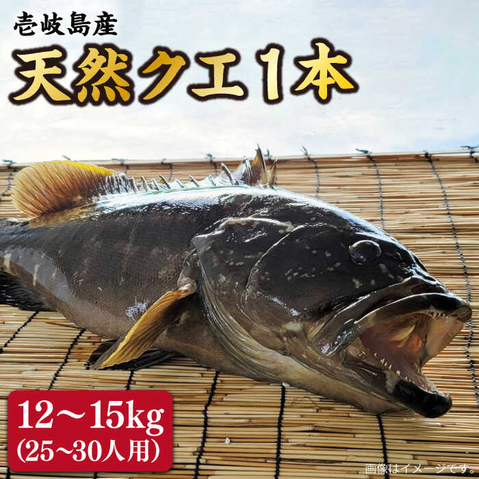 【ふるさと納税】【先行予約】天然クエ 丸もの 12〜15kg（ 鍋・刺身：約25〜30人前）【2026年9月〜翌年1月限定】《壱岐市》【丸和水産】[JCJ012] クエ くえ 海鮮 鮮魚 魚介 刺身 刺し身 お刺身 クエ鍋 くえ鍋 鍋 600000 600000円 60万円