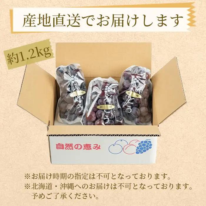 ぶどうの王様 農家直送 朝採り 濃厚 巨峰 約1.2kg［2026年・先行予約］ 巨峰