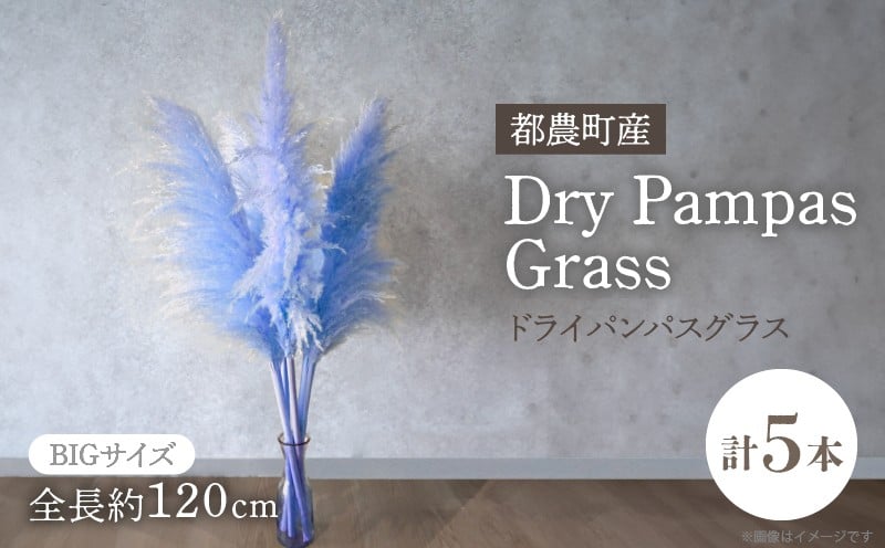 
            【2週間以内発送】ドライパンパスグラス（ブルー）計5本 すすき インテリア 国産_T057-002
          