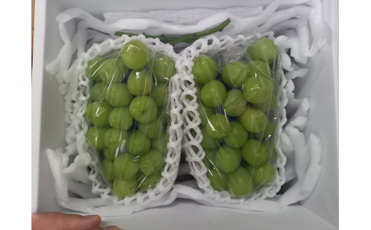 08-11-008　シャインマスカット2房