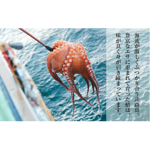 淡路島産地蛸使用　生たこ飯　２合用×３袋セット　　[タコ飯 蛸飯 たこ飯 タコ飯 蛸飯 たこ飯 タコ飯 蛸飯 たこ飯]_イメージ2