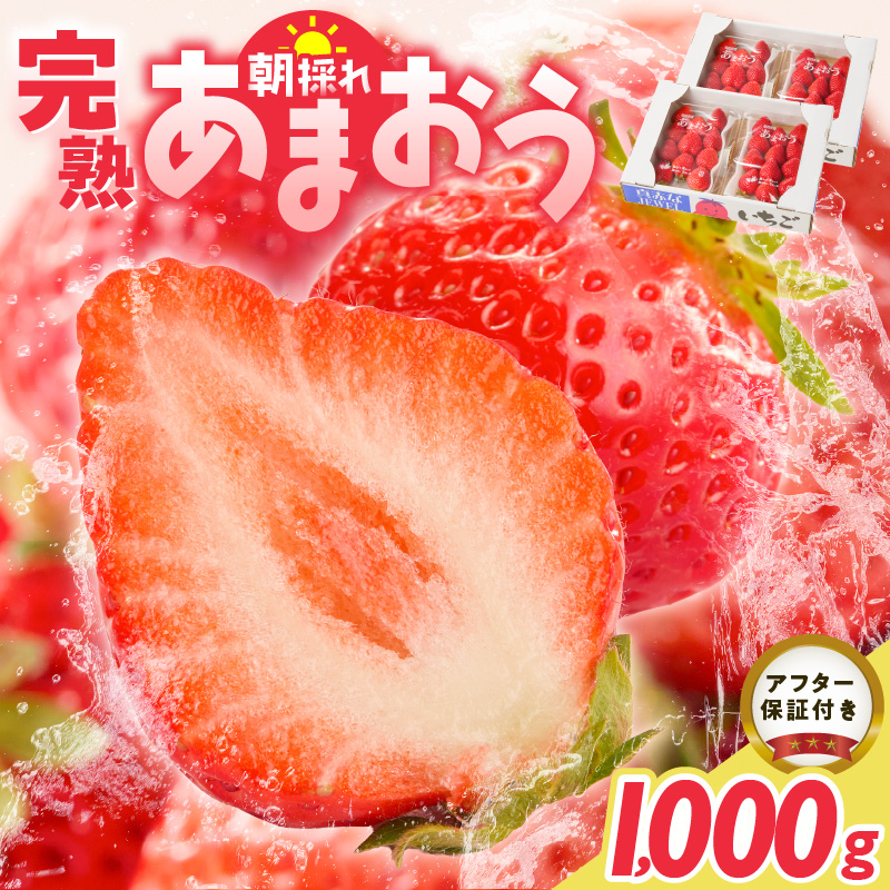【2027年1月より順次発送】増永農園　福岡県産あまおう　250g×4パック _ 4パック 高級特産品 あまおう 福岡県産 朝採れ 新鮮 こだわり いちご とれたて ブランドいちご フルーツ 果物 デ