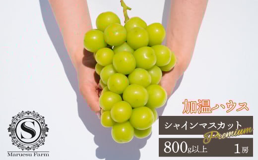＜25年発送先行予約＞「マルエス農園」加温ハウス　プレミアムシャインマスカット　1房　800g以上　216-004