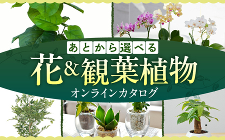 ＼あとから選べる ／花・観葉植物カタログ 4万円分 オンライン 有効期限なし 後から選べる 植物 グリーン 花 お花 胡蝶蘭 オンラインカタログ 後から 体験 チケット インテリア 愛知県 豊橋市