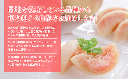 白桃 品種お任せ(あかつき/まどか/伊達白桃) 約４㎏(12-16玉) [hi-0064-004]