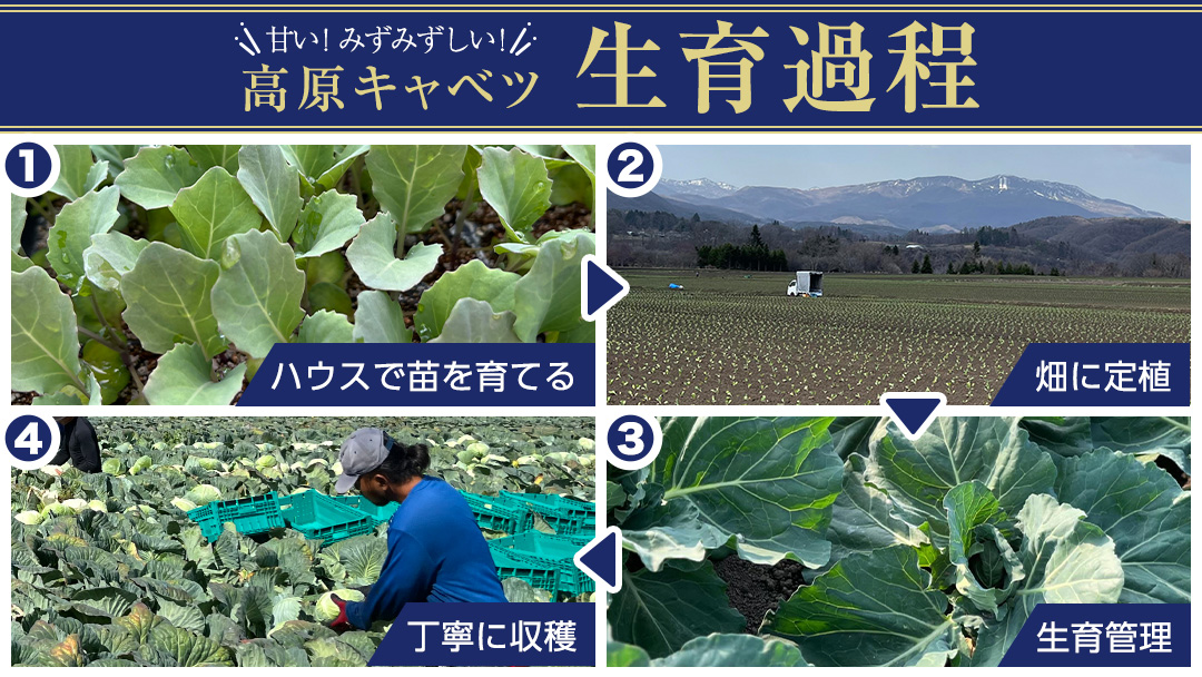 《先行予約》定期便 嬬恋 高原 キャベツ 4玉 1ケース 2024年7月発送開始 隔月2回 嬬恋キャベツ きゃべつ 産地直送 群馬 お取り寄せ 野菜 セット Lサイズ [AS006tu]