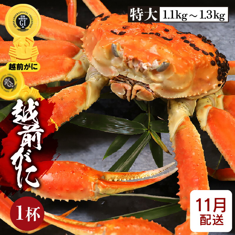 【ふるさと納税】 [冷蔵便] ≪浜茹で≫越前がに 特大サイズ × 1杯（生で1.1〜1.3kg）GIタグ付き 正真正銘の越前がに！【雄 ズワイガニ ずわいがに 姿 ボイル 冷蔵 福井県】【11月発送分】希望日指定可 備考欄に希望日をご記入ください [e22-x008_11]