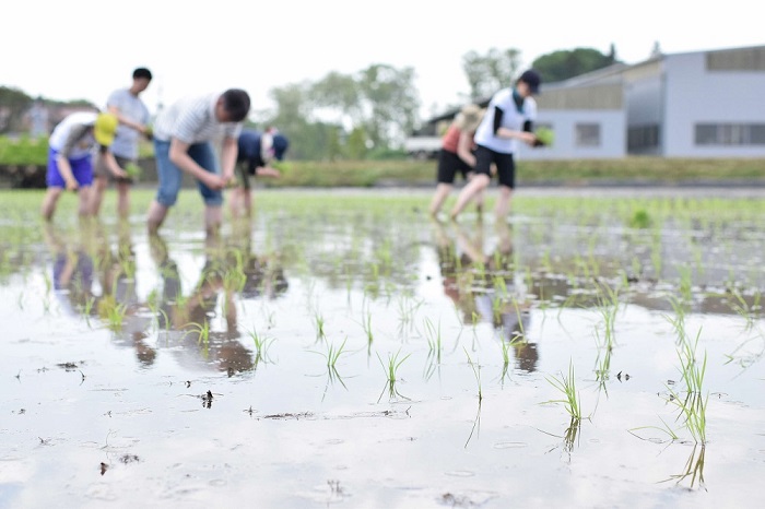 令和７年度産AKOMEYA TOKYO特別栽培米 コシヒカリ 窒素充填2kg×9回 定期便【コシヒカリ こしひかり 真空パック 減農薬 特別栽培米 贈答用 プレゼント ギフト アコメヤ D-308 】