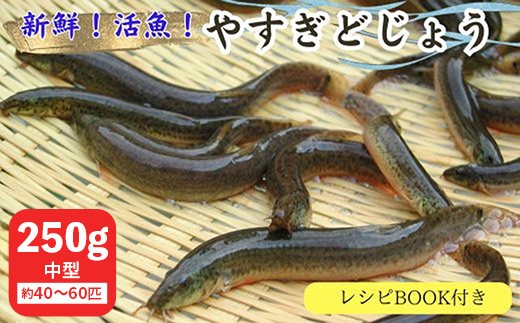 
            やすぎどじょう250g（女子高生制作どじょう料理レシピBOOK付き）【どじょう 活魚 生きたまま 食用 養殖 やわらかい 弾力 クセがない レシピ付き 魚 美味しい 栄養 食べやすい 新鮮 島根県 安来市】【価格変更】
          