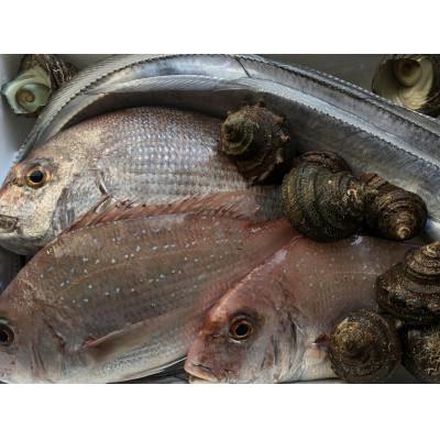 ふるさと納税 八幡浜市 竹中水産の八幡浜発!「朝獲れデイリー鮮魚BOX」1.5kg【C22-277】