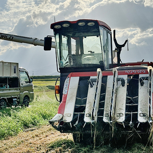 従来コシヒカリ　精米済5kg こしひかり お米 米 精米 新潟県 上越市