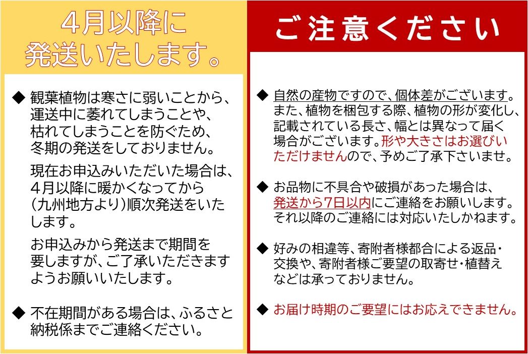 066-11 【4月以降(九州地方から)発送】観葉植物 ユッカ1鉢