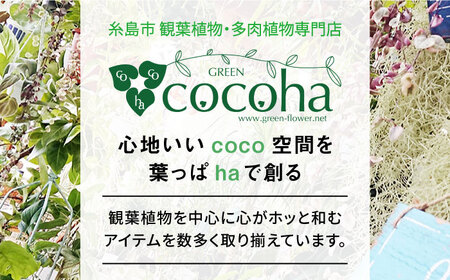 葉模様が独特で美しい 『マランタ・レウコネウラ・エリトロネウラ(ボスタス)』 糸島市 / cocoha 観葉植物 インテリア[AWB035]