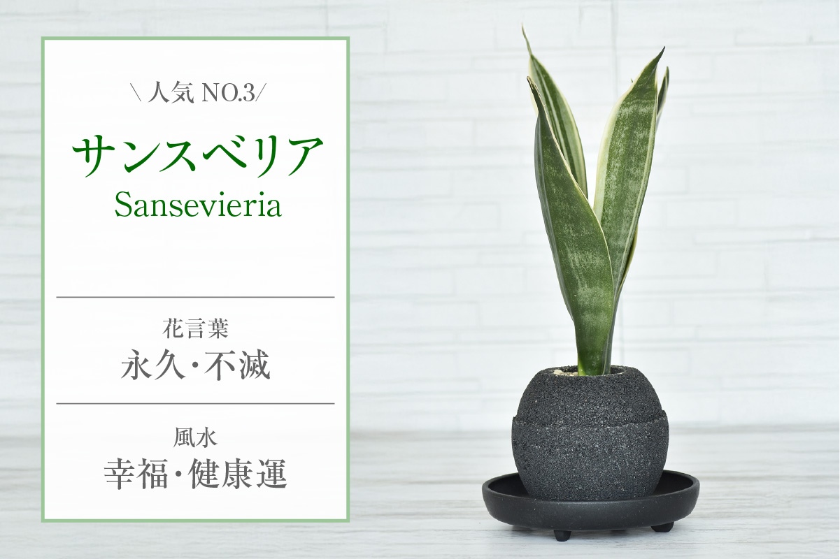 アクアプラントポット®　玉Ｍ 植木鉢サンスベリア（2134）