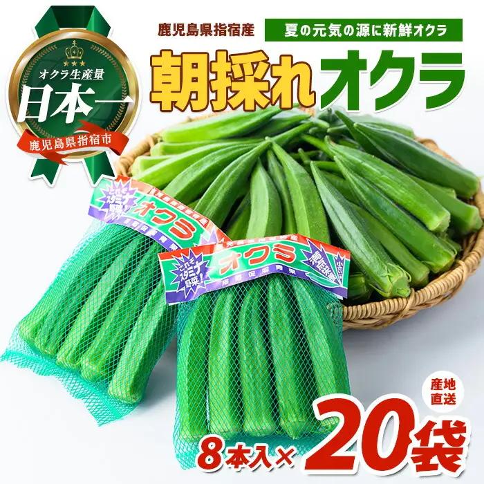 2026年 発送 夏の元気の源! 朝採れ新鮮いぶすきオクラ8本入り20袋 指宿促成青果 IB092-003 オクラ オクラ