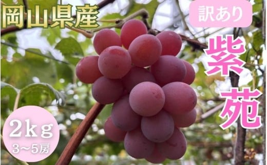 【2026年先行予約】＜訳あり＞岡山県産 紫苑 ２kg以上 (3~5房)【fsfm006-01】